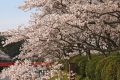 甘木公園の花見