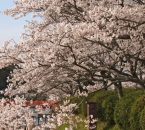 甘木公園の花見