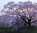 浅井の一本桜