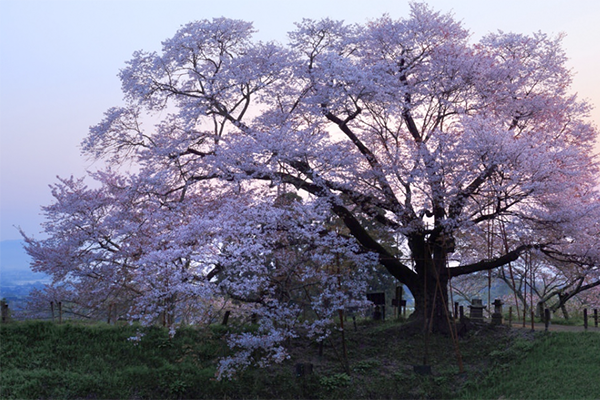 浅井の一本桜