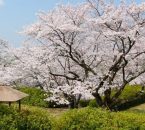 発心公園の桜