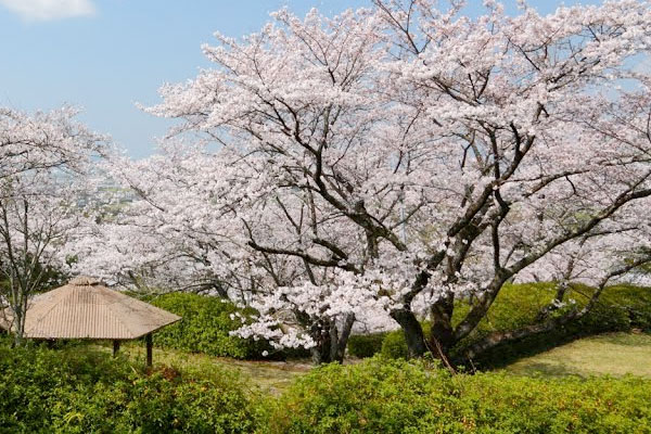 発心公園の桜