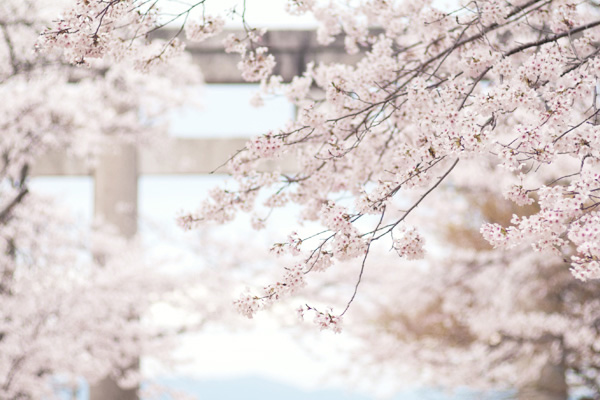 竈門神社花見