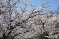 白野江植物公園