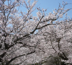 白野江植物公園