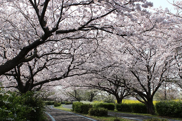 海の中道海浜公園の桜