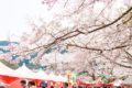 久山町の桜