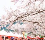 久山町の桜