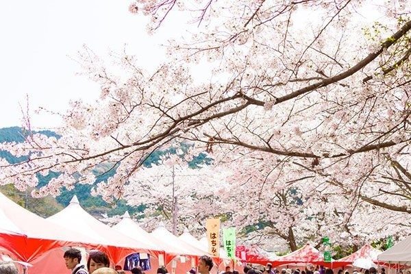 久山町の桜