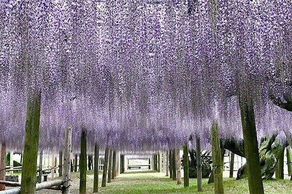 藤の花