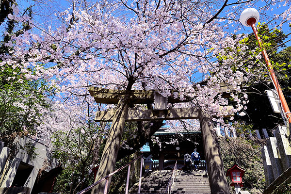 縁起のいい桜が見れる♪愛宕神社のお花見「愛宕桜まつり」 | とくなび福岡