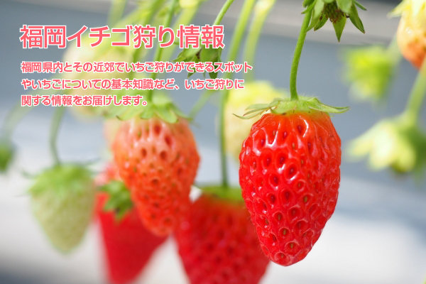 福岡のイチゴ狩りができる農園 | とくなび福岡