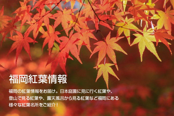 藤江氏魚楽園の紅葉情報。ライトアップも幻想的な庭園と紅葉 | とくなび福岡