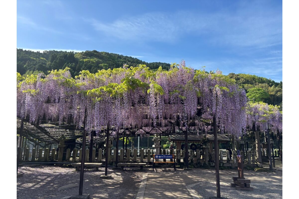 yamekurokiofujimatsuri2026-5.jpg