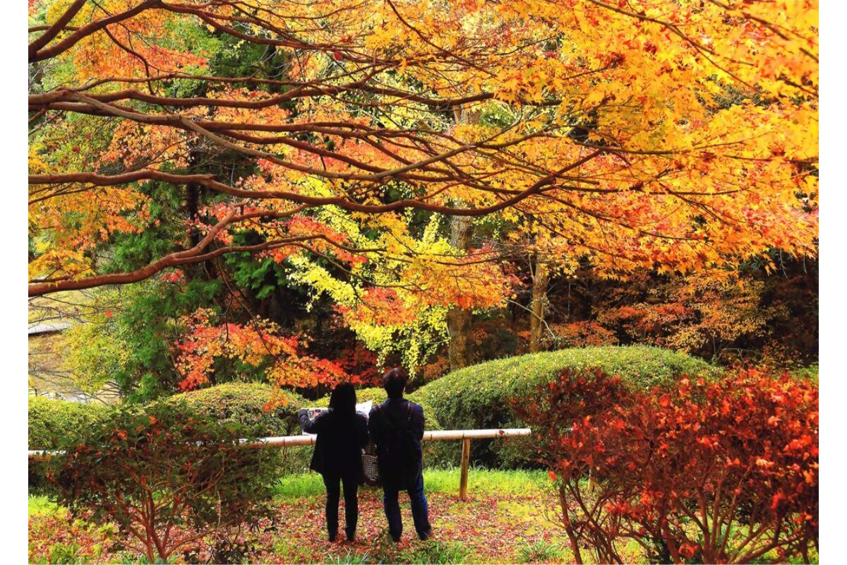 白野江植物公園の紅葉2025｜見頃は11月下旬～12月上旬【北九州市門司区