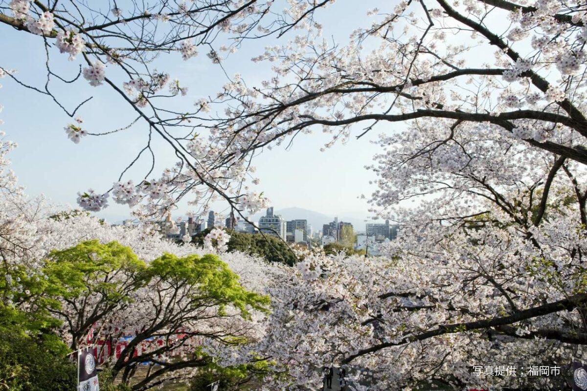 西公園さくらまつり2026｜3月27日～4月10日開催 ライトアップや桜茶会