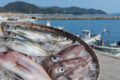 鐘崎漁港をイメージした港と新鮮なアジ、イカ、タイ