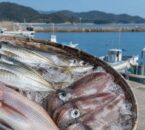 鐘崎漁港をイメージした港と新鮮なアジ、イカ、タイ