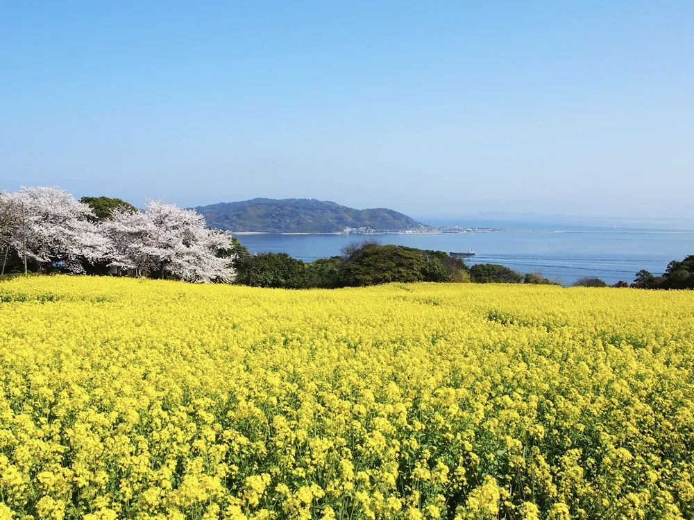 菜の花畑と桜、その向こうに博多湾が広がるのこのしまアイランドパーク