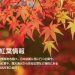 紅葉に包まれた秋月城跡の黒門